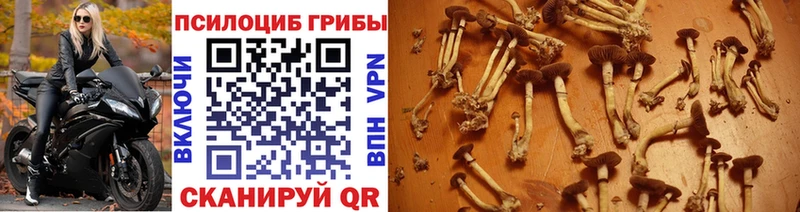 Псилоцибиновые грибы Magic Shrooms  Купить закладки  Исилькуль 